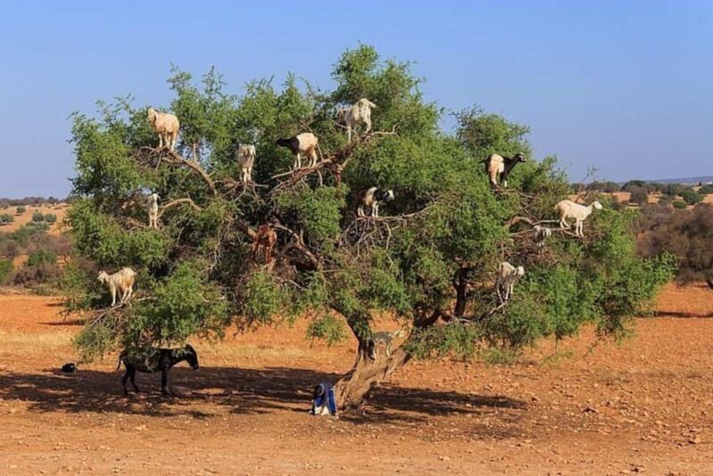 Agadir: Agafay Desert Quad Biking With Goats On The Tree - Who Will Love This Tour?