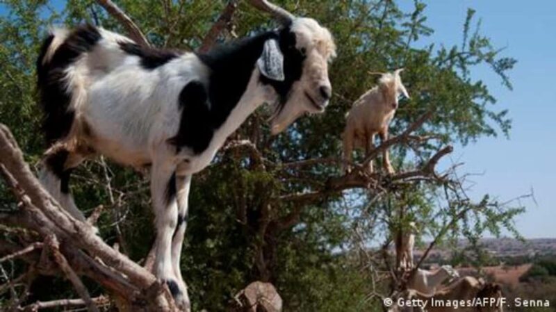 Agadir: Agafay Desert Quad Biking With Goats On The Tree - The Sum Up