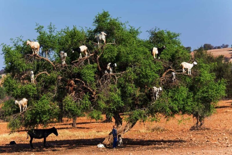 Agadir: Argan Forest and Goats-in-Trees Safari - Key Points
