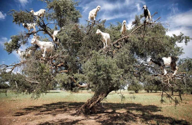Agadir: Argan Forest and Goats-in-Trees Safari - An Authentic Look at Morocco’s Argan Forest