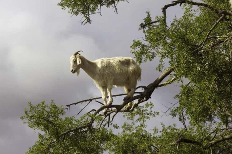 Agadir: ATV Quad Biking and Goats On Argan Trees with Tea - Final Words