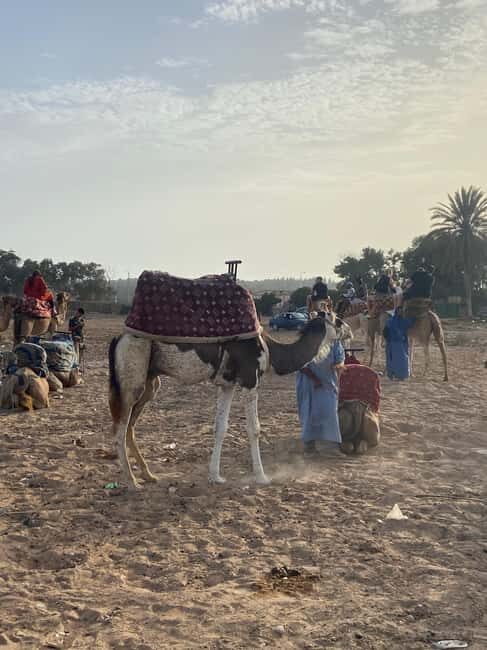 Agadir: Camel Ride at Sunset with Moroccan Dinner + transfer - Key Points