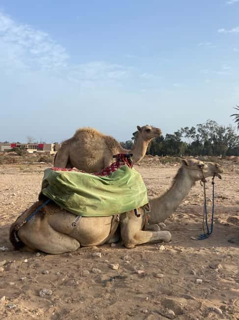 Agadir: Camel Ride at Sunset with Moroccan Dinner + transfer - Who Will Love This Experience?
