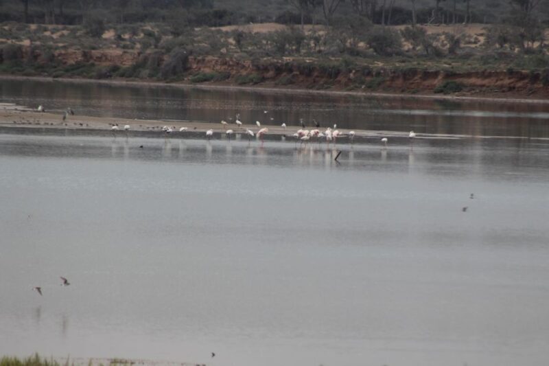 Agadir Camel Ride Flamingo River & BBQ Dinner - Key Points