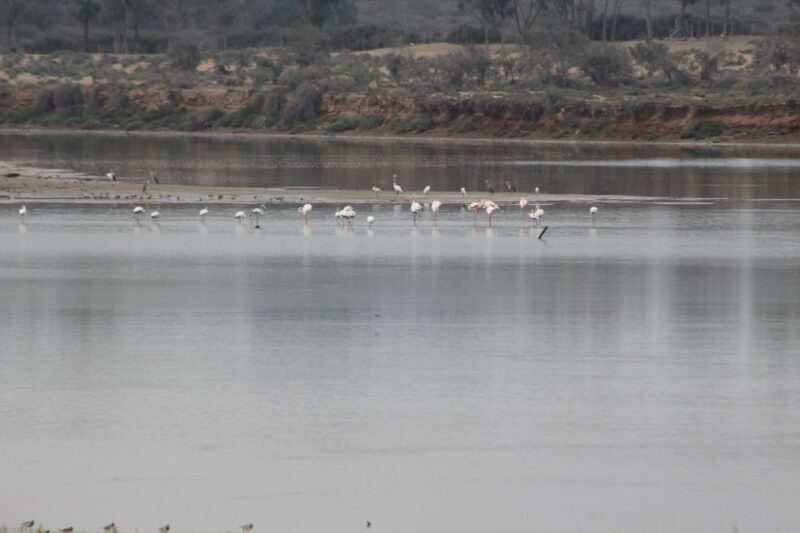 Agadir Camel Ride Flamingo River & BBQ Dinner - What to Expect from the Agadir Camel Ride & Flamingo River Tour