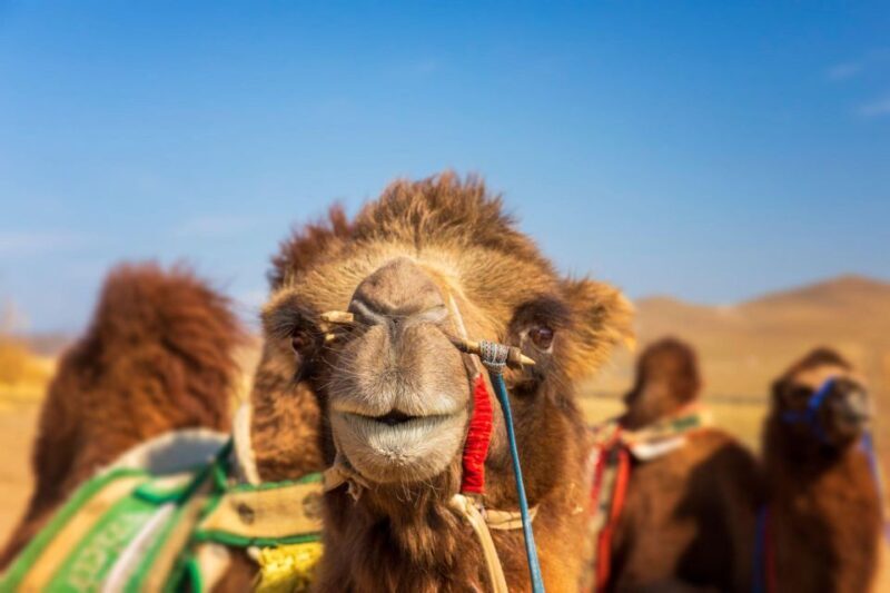 Agadir: Camel Ride With Tea & BBQ Dinner Option - Final Thoughts