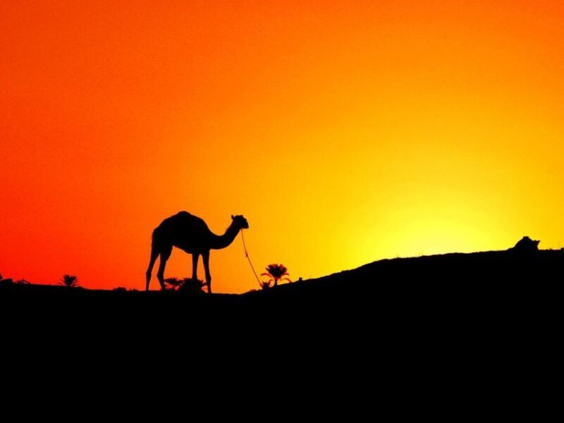Agadir: Camel Ride With Tea & BBQ Dinner Option - Transportation and Logistics