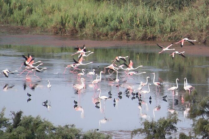 Agadir Camel Riding and flamingo river tour - A Deep Dive into the Experience
