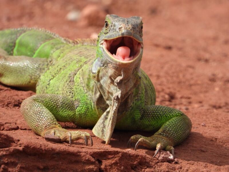 Agadir: City Tour, Crocodile Park & Camel Ride - Practical Details and Value