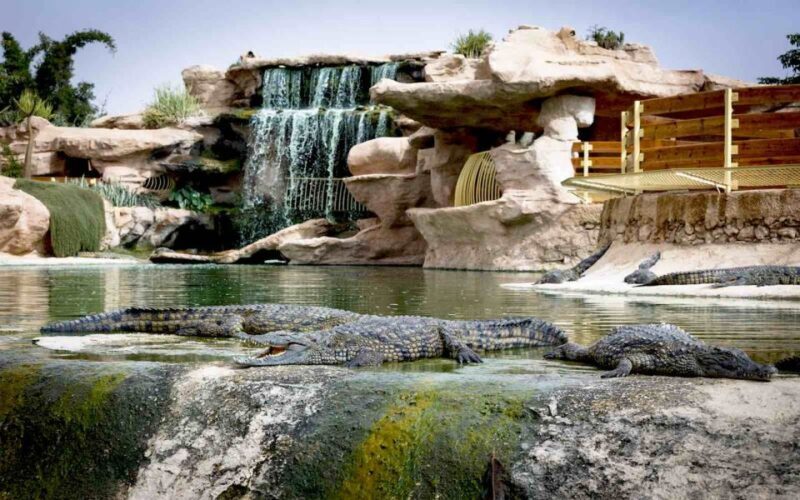 Agadir: City Tour, Crocodile Park & Camel Ride - Who Will Love This Tour?