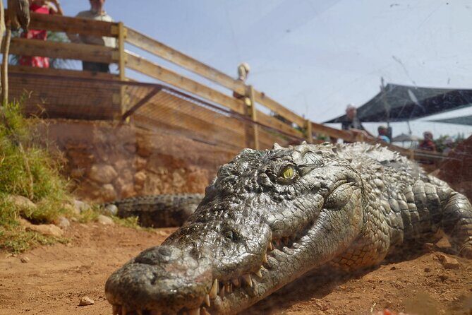 Agadir Crocodile Park Adventure - The Sum Up: Is It Worth Your Time?