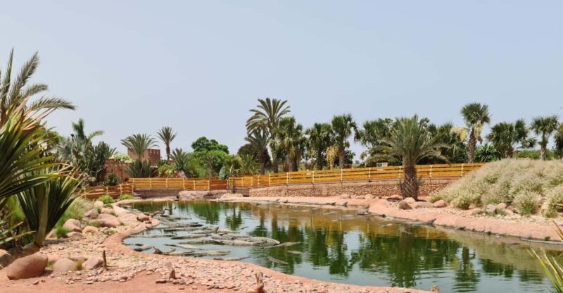 Agadir: Crocoparc Entry Ticket with Transfers, Guide, & Tea - An In-Depth Look at the Crocoparc Experience