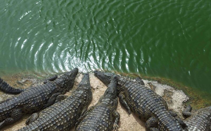 Agadir Crocoparc: Ticket and Transfer - The Itinerary and Park Experience