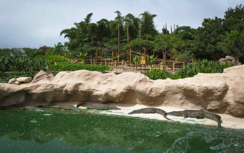 Agadir Crocoparc: Ticket and Transfer - The Sum Up