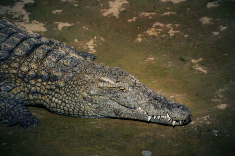 Agadir Crocoparc: Ticket and Transfer - Key Points
