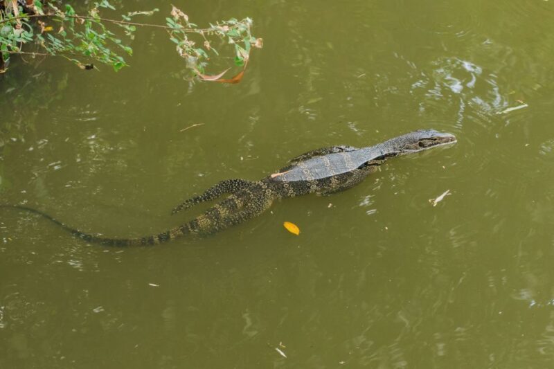 Agadir Crocoparc: Ticket and Transfer - Authentic Experiences and Practical Details