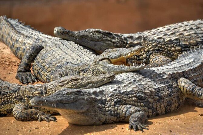 Agadir Crocoparc tickets & Shuttle service - Final Thoughts