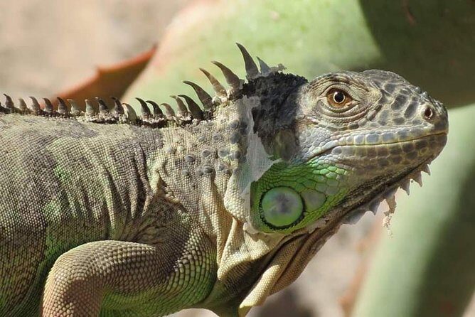 Agadir Crocoparc Transfer & Admission tickets - Is It Worth the Price?