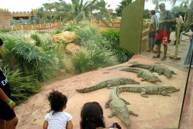 Agadir Crocoparc With Transfer & Admission ticket - Final Thoughts