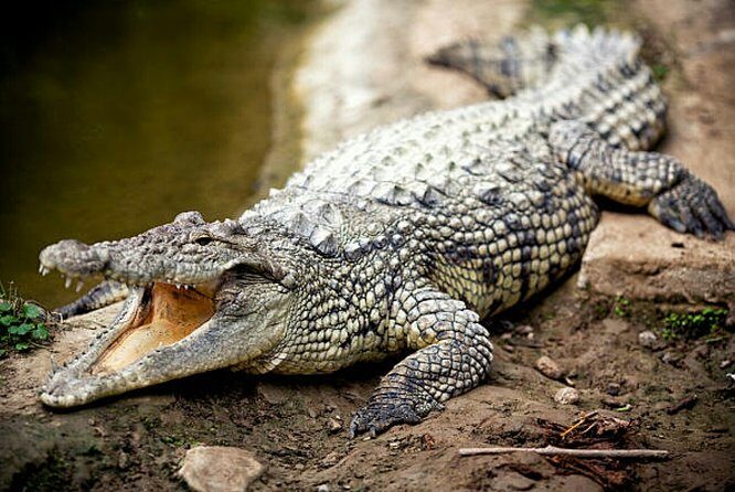 Agadir Crocoparc With Transfer & Admission ticket - FAQ