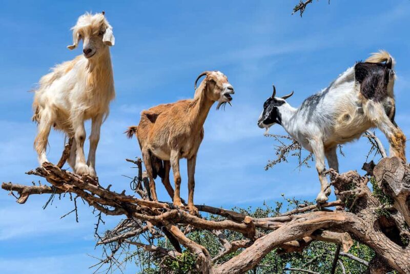 Agadir: Discover Argan Tree-Climbing Goats on a Morning Tour - What We Love About This Tour