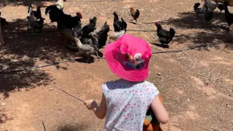 Agadir: Ecofarm Tour with Cooking Class and Lunch - Final Thoughts: Is This Tour Right for You?