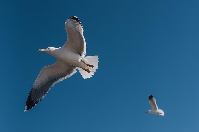Agadir - Essaouira One Full Day Trip from Agadir - FAQ