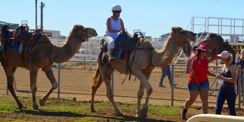 Agadir: Flamingo River Camel Ride - Is This Tour Worth It?
