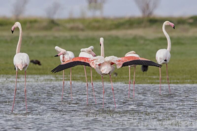 Agadir: Flamingo River Camel Ride with Optional BBQ Dinner - Key Points