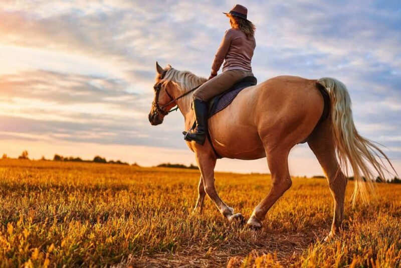 Agadir: Forest and Sand Dunes Guided Horse Riding - Who Will Love This Tour?