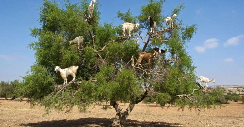 Agadir: Goat on Trees & Crocodile Park including HotelPickup - Key Points