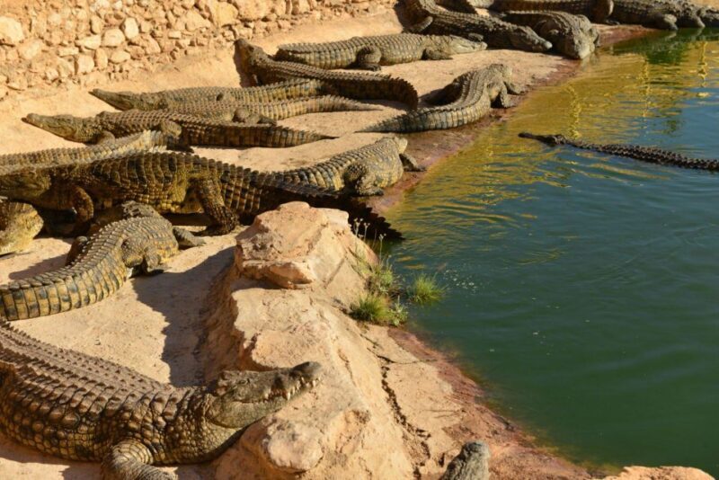 Agadir: Goat on Trees & Crocodile Park including HotelPickup - A Detailed Look at the Tour Experience