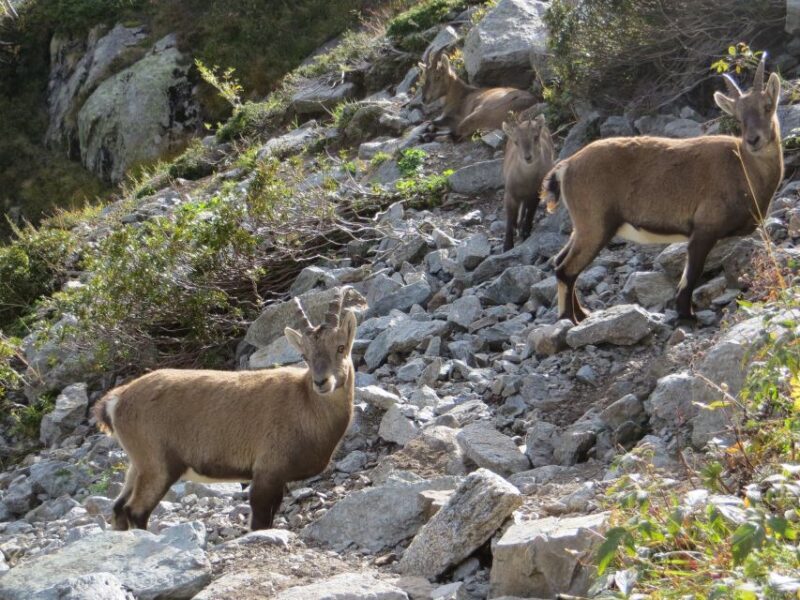 Agadir: Goat on Trees & Crocodile Park including HotelPickup - A Closer Look: What to Expect on This Tour