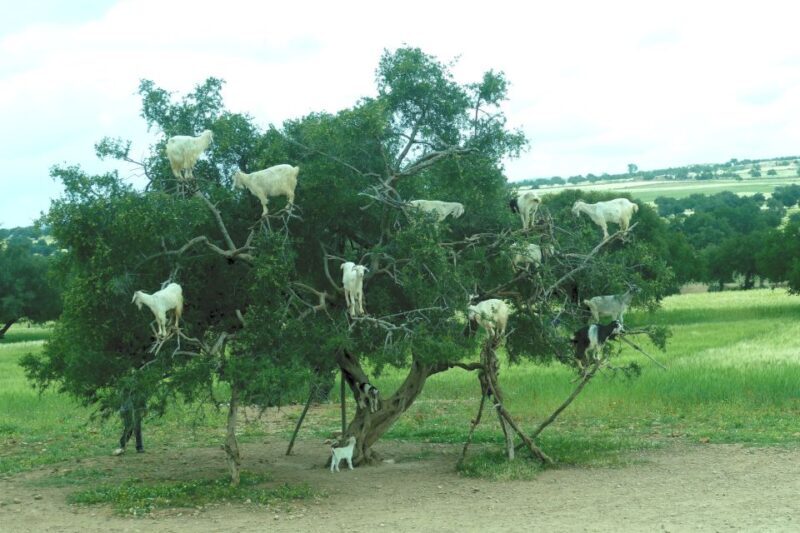 Agadir: Goat on Trees & Crocodile Park including HotelPickup - Who Is This Tour Best For?
