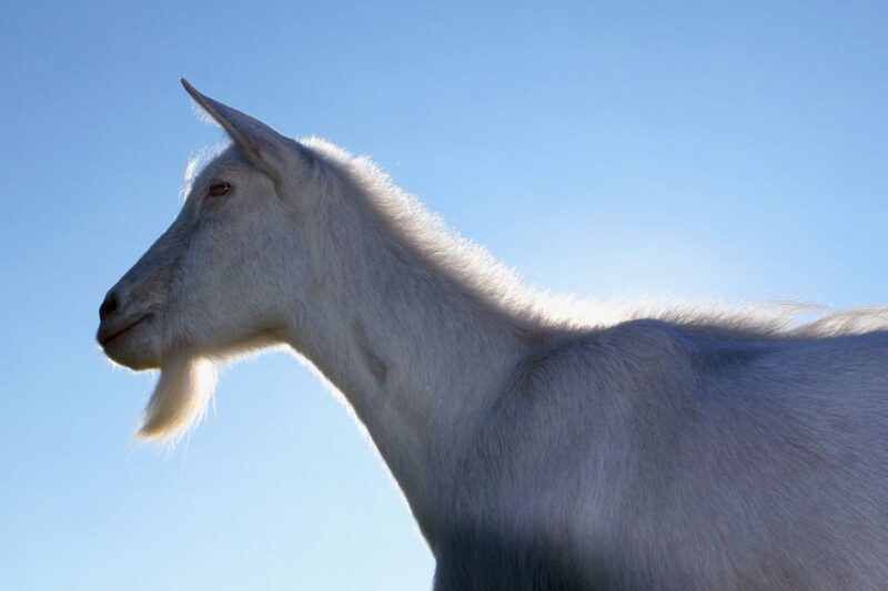 Agadir: Goat on Trees & Crocodile Park including HotelPickup - FAQ