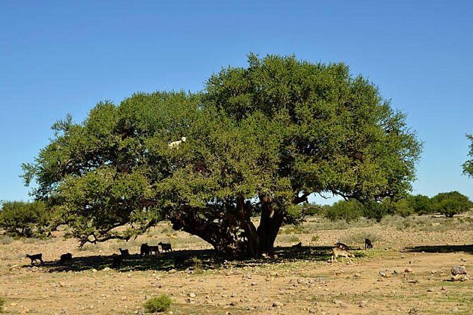 Agadir Morocco 4WD Sahara Tours with Lunch - Who Is This Tour Best Suited For?