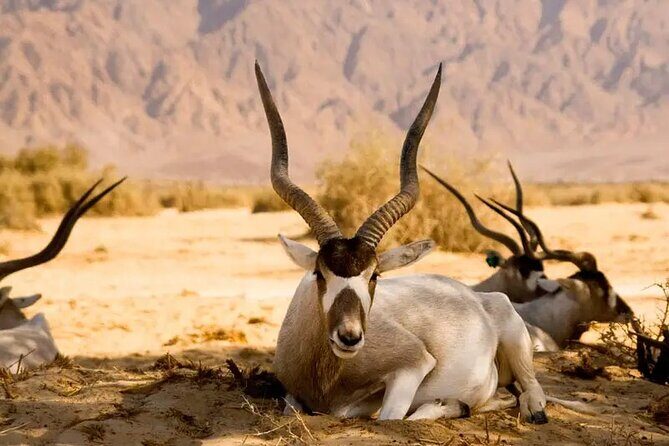 Agadir National Park & 4×4 Jeep Desert Safari Tour with Lunch - A Detailed Look at the Tour Experience