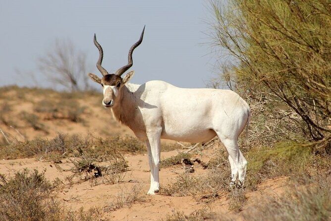 Agadir National Park & 4×4 Jeep Desert Safari Tour with Lunch - Who Should Consider This Tour?