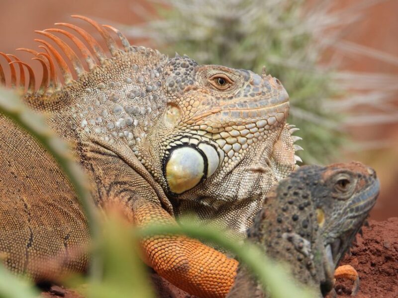 Agadir or Taghazout: Goat on Trees and Crocoparc with Pickup - Key Points