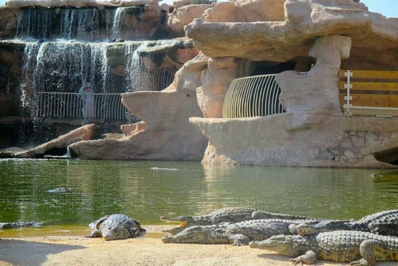 Agadir or Taghazout: Goat on Trees and Crocoparc with Pickup - Exploring the Highlights: What Makes This Tour Special