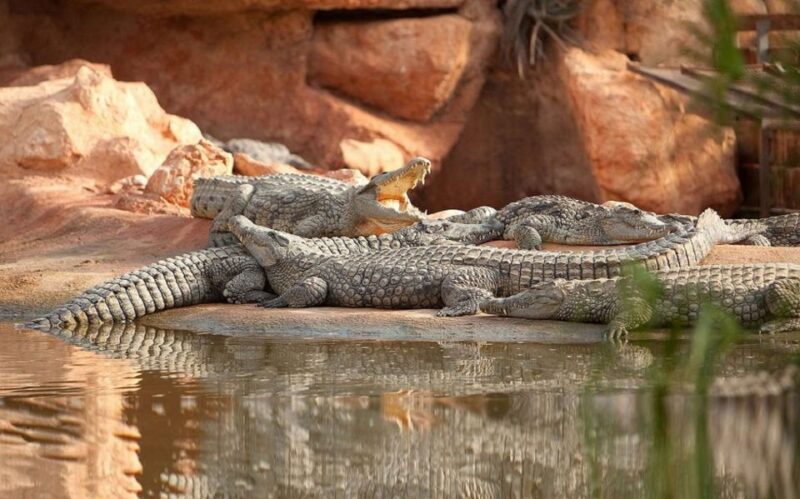 Agadir or Taghazout: Goat on Trees and Crocoparc with Pickup - Final Thoughts