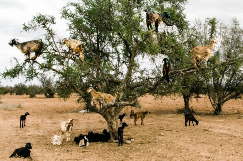 Agadir or Taghazout: Goat on Trees and Crocoparc with Pickup - FAQ