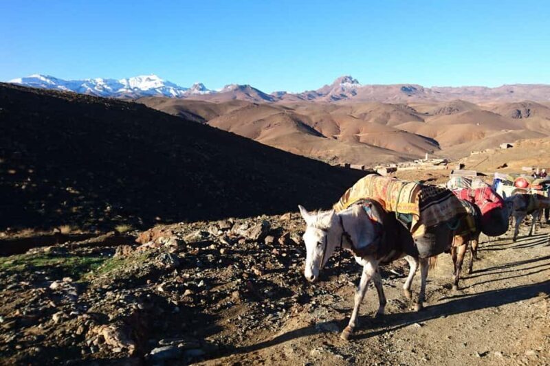 Agadir or Taghazout: Paradise Valley Atlas Mountain Trip - The Sum Up