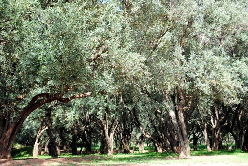 Agadir or Taghazout: Paradise Valley with Lunch & Transfers - Key Points