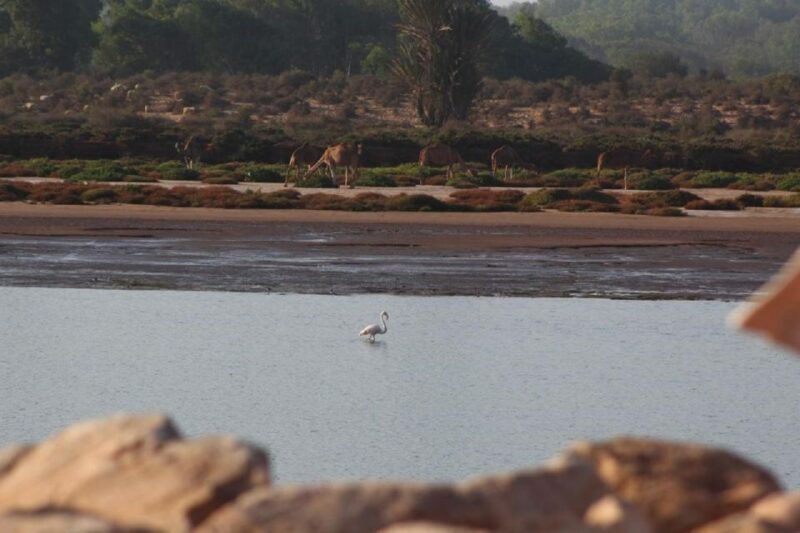 Agadir: Sahara Desert & Tiznit Medina Privet Tour & Lunch - The Journey to the Sahara: What You Can Expect