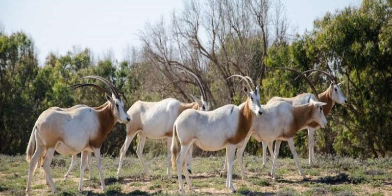 Agadir: Sous Massa National Park Desert Safari Tour & Lunch - Key Points