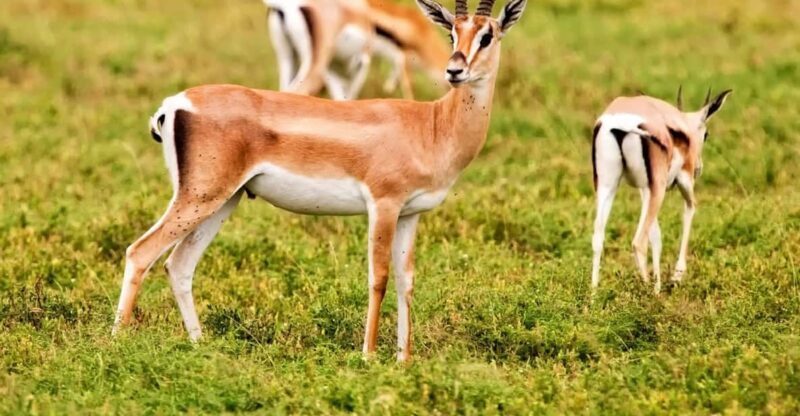 Agadir: Sous Massa National Park Desert Safari Tour & Lunch - An In-Depth Look at the Tour Experience
