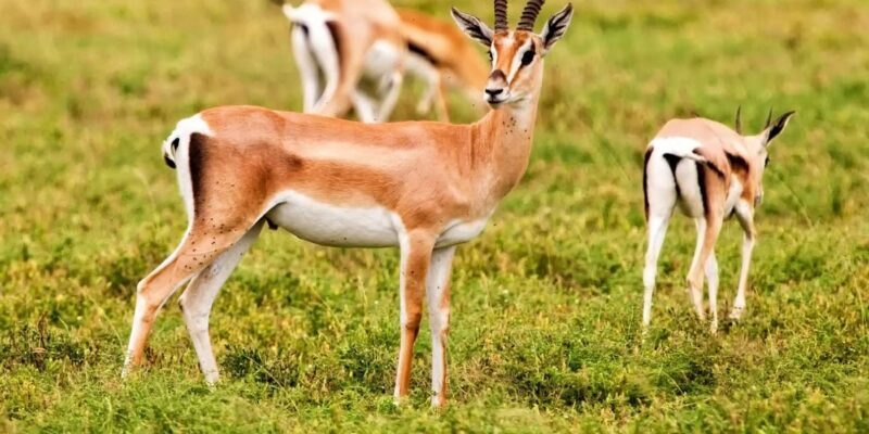 Agadir: Sous Massa National Park Desert Safari Tour & Lunch - Who Would Love This Tour?