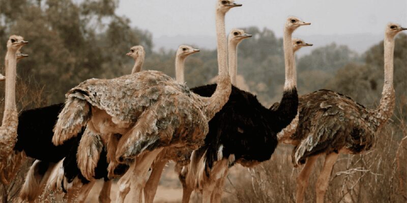 Agadir: Sous Massa National Park Desert Safari Tour & Lunch - FAQ