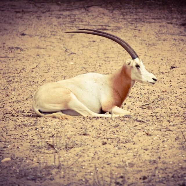 Agadir: Souss National Park Wildlife Half-Day Tour - Key Points